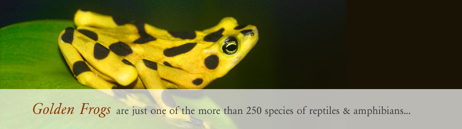 golden frog of panama